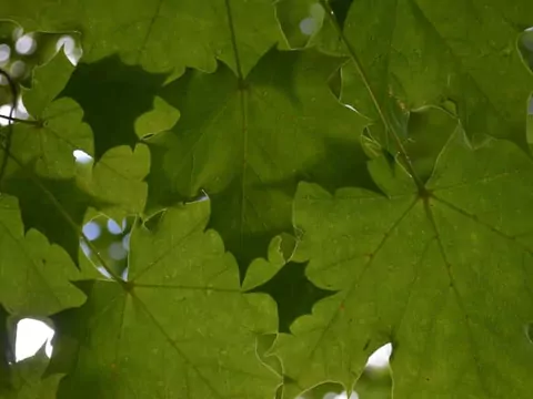 Klon zwyczajny: opis, uprawa, pielęgnacja
