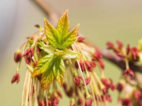 Acer negundo: odmiany i pielęgnacja