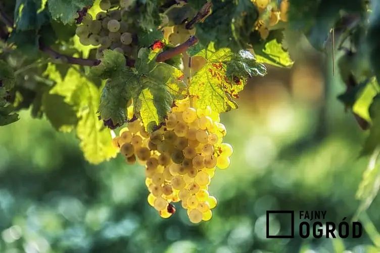Choroby widoczne na owocach winorośli, a także informacje o ich zwalczaniu, najlepsze opryski, najczęstsze choroby i szkodniki