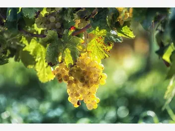 Ilustracja artykułu choroby winogron i winorośli oraz najlepsze sposoby ich zwalczania
