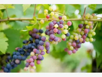 Ilustracja artykułu sadzenie winogron wiosną i jesienią - poradnik praktyczny