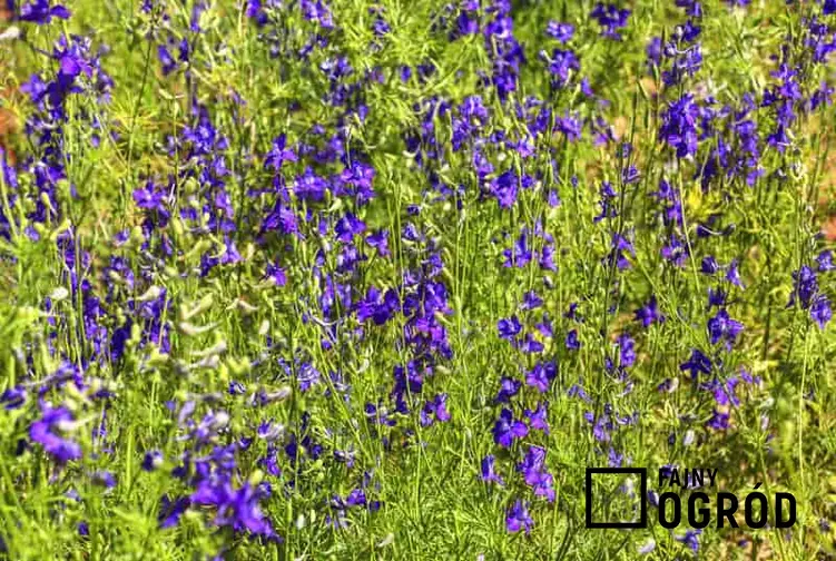 Ciemnoniebieskie kwiaty ostróżeczki polnej, a także pielęgnacji rośliny ostróżeczka polna, sadzenie, uprawa, pielęgnacja i podlewanie