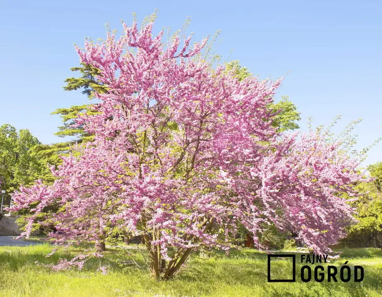 Judaszowiec południowy to jeden z najpiękniejszych drzewek ozdobnych. Kwitnienie przez całą wiosnę to najlepsza ozdoba ogrodu.