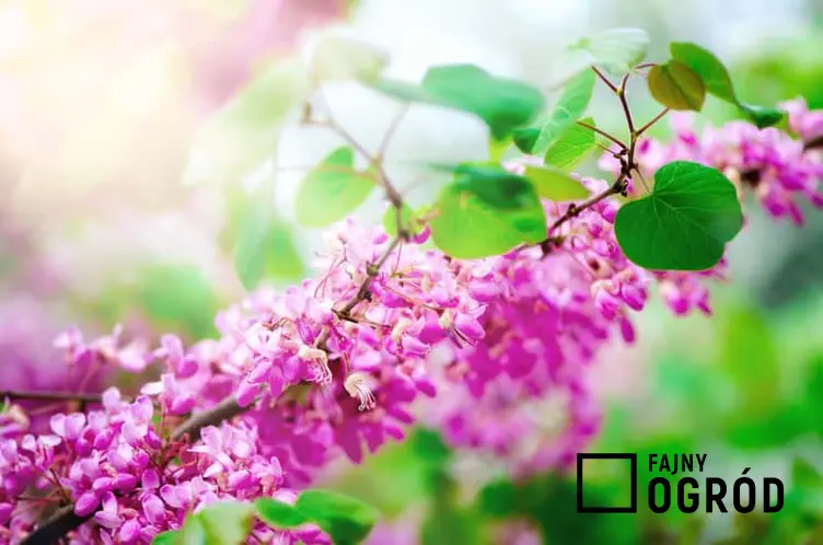 Judaszowiec południowy kwitnący na fioletowo, a także informacje o roślinie, pielęgnacja, sadzenie, uprawa i podlewanie