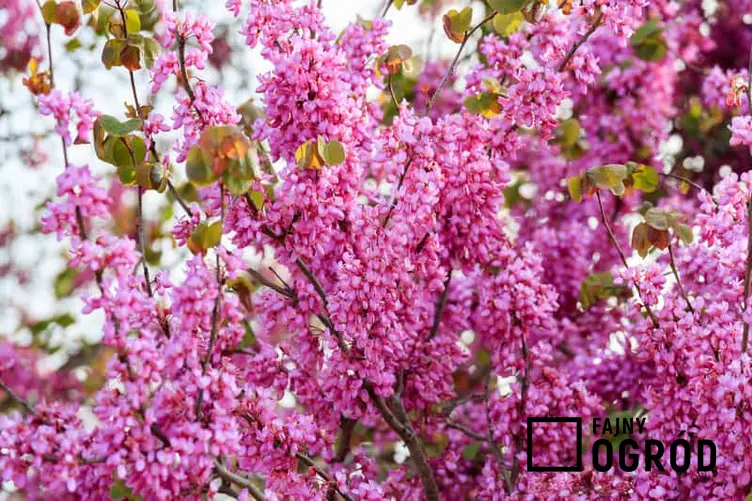 Kwitnący krzew judaszowca wschodniego, czyli Cercis siliquastrum - sadzenie z nasion, stanowisko, warunki uprawy oraz pielęgnacja