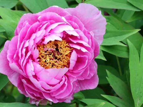 Przesadzanie piwonii: terminy i porady