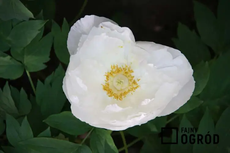 Kwiat piwonii białej, z łac. paeonia lactiflora - warunki uprawy, stanowisko, pielęgnacja oraz właściwości lecznicze i zastosowanie korzenia - porady