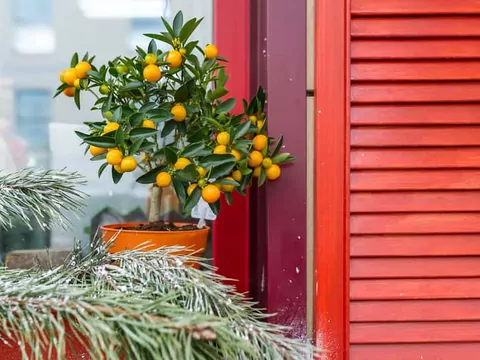 Uprawa cytrusów w doniczkach