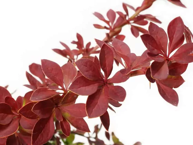 Berberys Thunberga: sadzenie i pielęgnacja