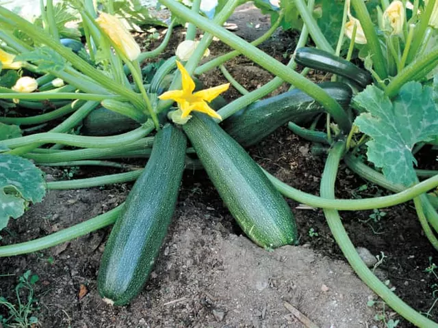 Uprawa cukinii w przydomowym ogrodzie