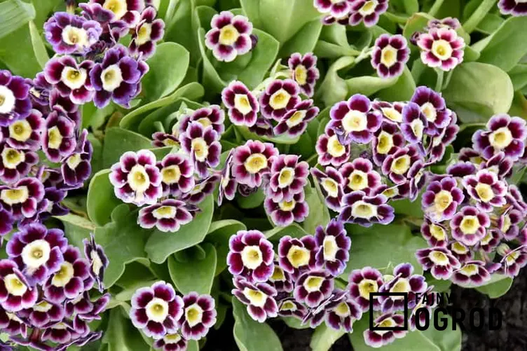 Ciekawe kwiaty pierwiosnka omszałego, czy też pierwiosnek łyszczak, z łac. Primula auricula - warunki uprawy, sadzenie, stanowisko, pielęgnacja - porady