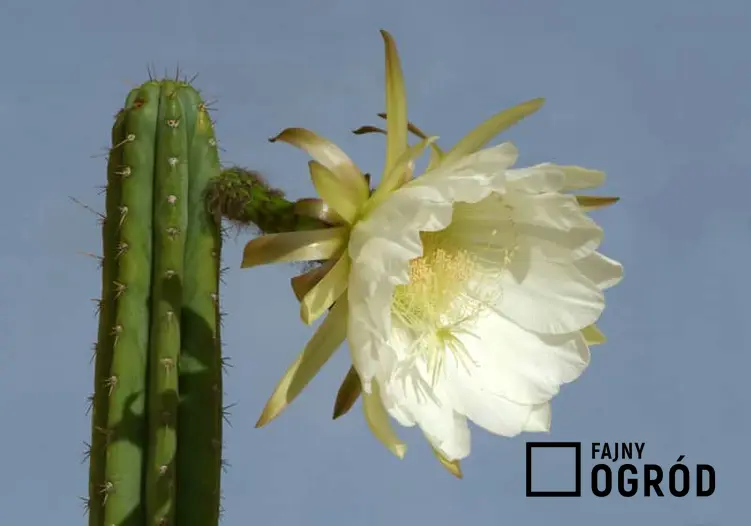 Kaktus San Pedro w czasie kwitnienia, a także uprawa rośliny na parapecie, rozmnażanie, pielęgnacja oraz kontrowersje