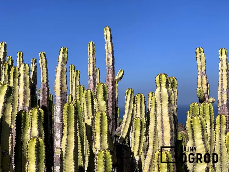 Kaktus San Pedro to jeden z kaktusów, które mają właściwości psychoaktywne. Jego posiadanie oznacza konsekwencje prawne