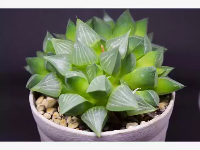 Haworthia cooperi - uprawa i pielęgnacja