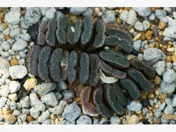 Ilustracja artykułu haworsja truncata (haworthia truncata) - uprawa, pielęgnacja, podlewanie
