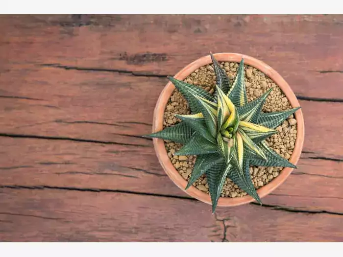 Haworthia limifolia - uprawa i pielęgnacja