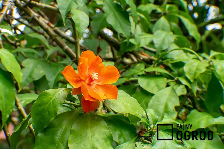 Pomarańczowa grandifolia ma delikatne, pomarańczowe kwiaty, przypominające pergamin. Uprawa nie zawsze się udaje, ponieważ pielęgnacja jest wymagająca