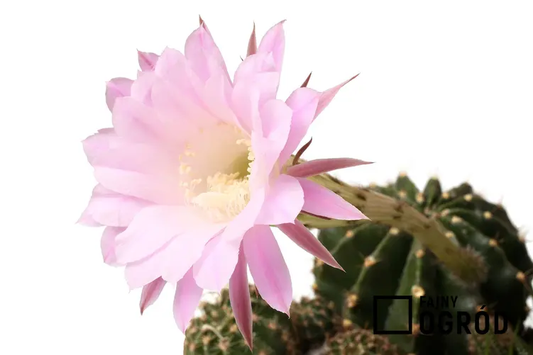 Selenicereus podczas kwitnienia pięknie wygląda. Kaktus w doniczce robi duże wrażenie, a uprawa jest bardzo łatwa.