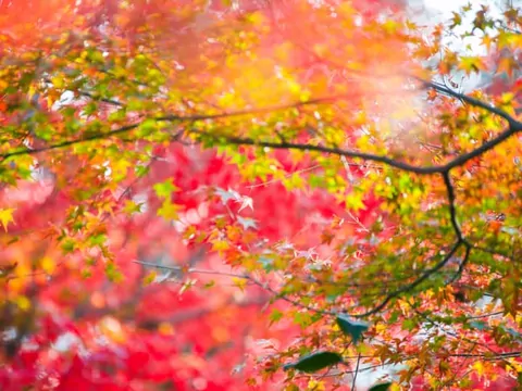 Klon ozdobny: odmiany i pielęgnacja