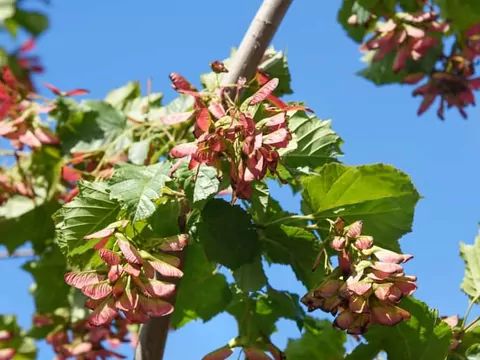 Klon ginnala: sadzenie i pielęgnacja