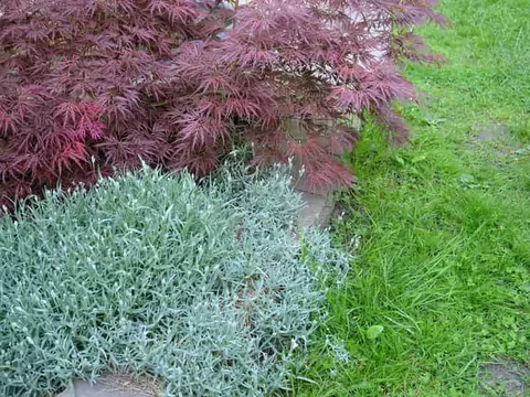 Klon Crimson Sentry: odmiany i pielęgnacja