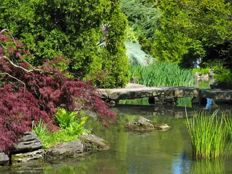 Sadzenie i pielęgnacja klonu Royal Red