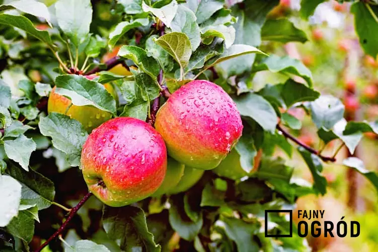 Jabłka Ligol na jabłoni, a także uprawa jabłoni Ligol, sadzenie, pielęgnacja i wymagania oraz charakterystyka popularnych ligoli