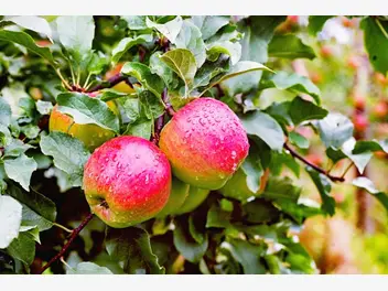 Ilustracja artykułu jabłoń ligol - uprawa, pielęgnacja, porady