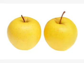Ilustracja artykułu jabłoń kosztela - uprawa, pielęgnacja, sadzenie