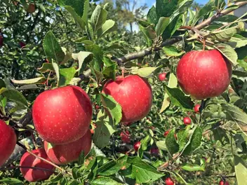 Ilustracja artykułu jabłoń jonagold - opis, uprawa, pielęgnacja, wymagania, porady