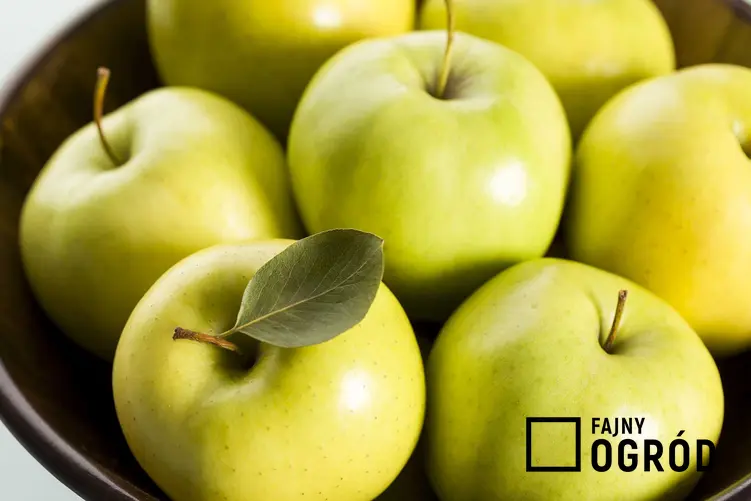Jabłka Golden Delicious to najbardziej popularna odmiana. Są bardzo smaczne, mają zieloną skórkę i bardzo wiele smaku. Ich uprawa nie jest wymagająca
