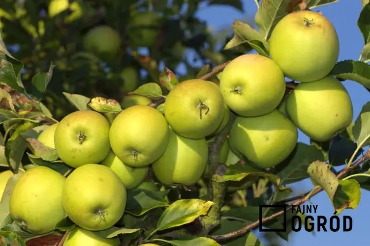 Zielone jabłuszka odmiany Golden Delicious, a także informacje o jabłoni Golden Delicious, jej uprawa, sadzenie oraz wymagania
