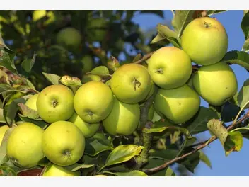 Ilustracja artykułu golden delicious - popularna jabłoń - uprawa, pielęgnacja, porady