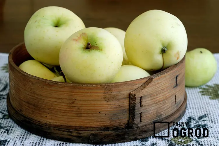 Jabłka papierówki, czyli Oliwki Żółte, są bardzo smaczne. Ich uprawa jest łatwa, a owoce są bardzo smaczne, mają soczysty miąższ.