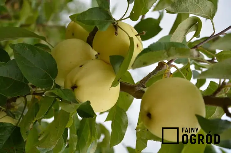 Owoce jabłoni Papierówki, inaczej też Oliwka Żółta, odmiany, sadzenie, pielęgnacja, przycianie, wykorzystanie, przechowywanie
