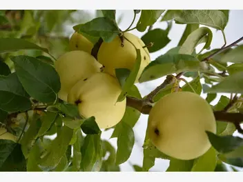 Ilustracja artykułu jabłoń papierówka (oliwka żółta) - odmiany, uprawa, pielęgnacja
