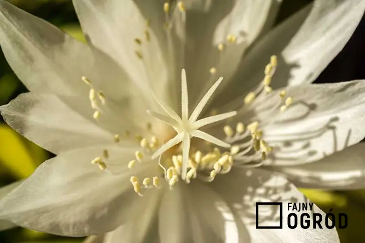 Ciekawy kwiaty Epiphyllum ostropłatkowego o białym kolorze, a także sadzenie, pielęgnacja oraz uprawa rośliny krok po kroku