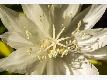 Ilustracja artykułu epiphyllum ostropłatkowe (epiphyllum oxypetalum) - uprawa, pielęgnacja, podlewanie