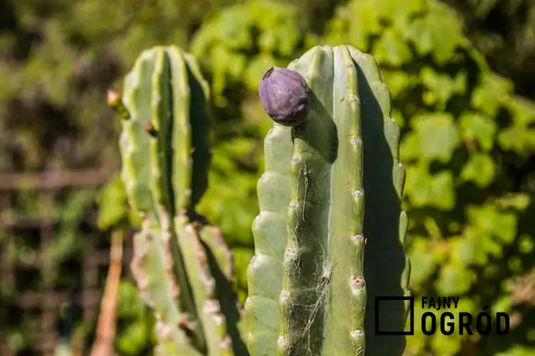 Kaktus Cereus repandus z pąkiem kwiatowym, a także pielęgnacja, uprawa oraz wymagania rośliny w doniczce