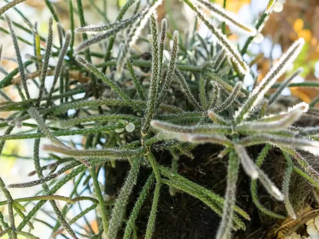Rhipsalis cereuscula - uprawa i pielęgnacja