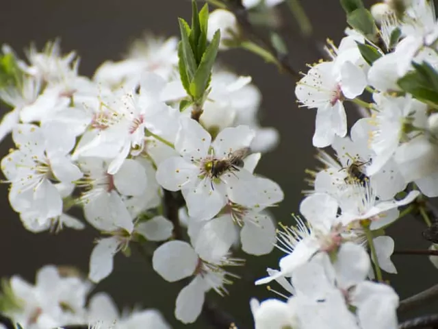 Śliwa ałycza: uprawa i pielęgnacja