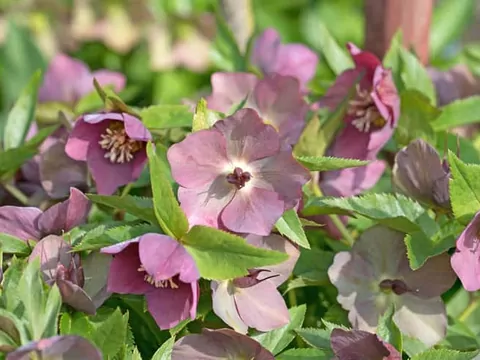 Ciemiernik wschodni - uprawa i pielęgnacja