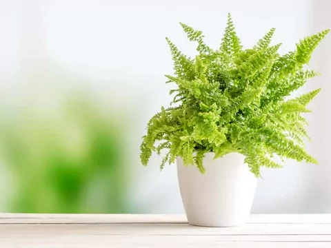Nefrolepis: uprawa i pielęgnacja paproci
