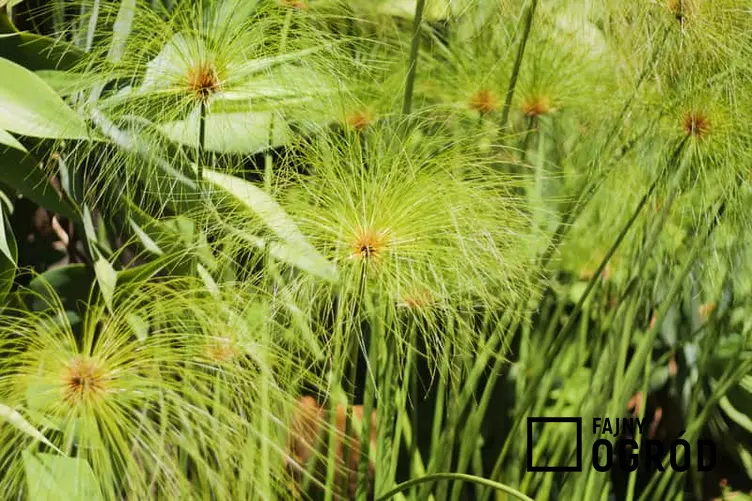 Cibora papirusowa - wyjątkowy kwiat doniczkowy - warunki uprawy, wymagania, pielęgnacja, rozmnażanie, sadzenie - porady