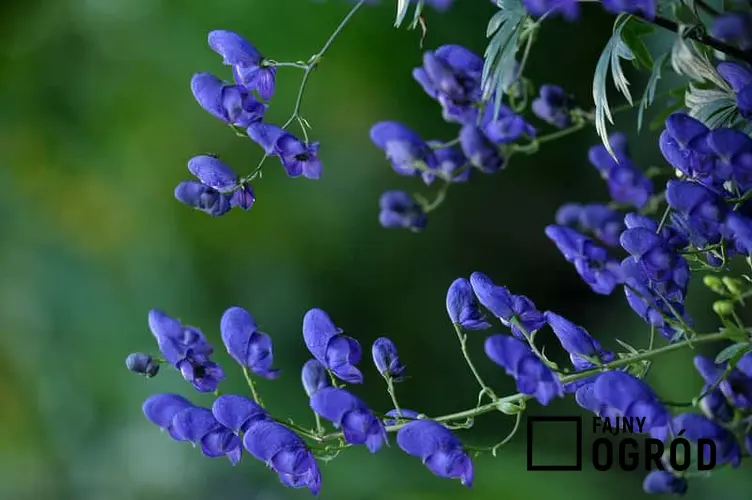 Niebieskie, rycerskie  kwiaty tojadu - uprawa, wymagania, stanowisko, pielęgnacja w ogrodzie, bezpieczeństwo oraz właściwości lecznicze i zastosowanie