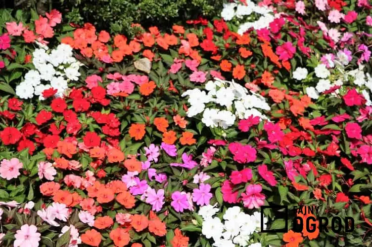 Niecierpek ogrodowy o kolorowych kwiatach, a także odmiany, uprawa i pielęgnacja, sadzenie oraz podlewanie