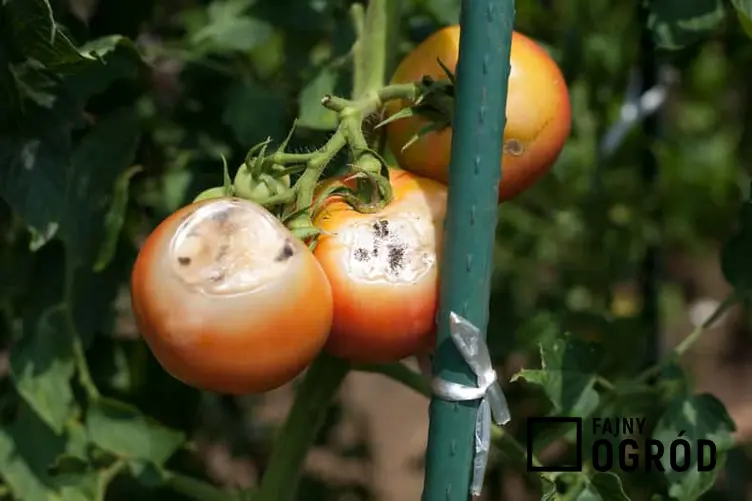 Wciornastki na pomidorach oraz problem ze szkodnikami, zwalczanie domowymi sposobami, chemicznymi środkami ochrony roślin