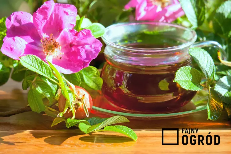 Herbata z dzikiej róży to smaczny napój, który ma właściwości lecznicze. Przygotwanie nie jest trudne, można to zrobić samodzielnie.