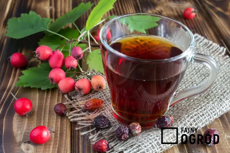 Herbata z owoców dzikiej róży w szklance, czyli właściwości, zastosowanie, przygotowanie owoców dzikiej róży do naparów i nalewek
