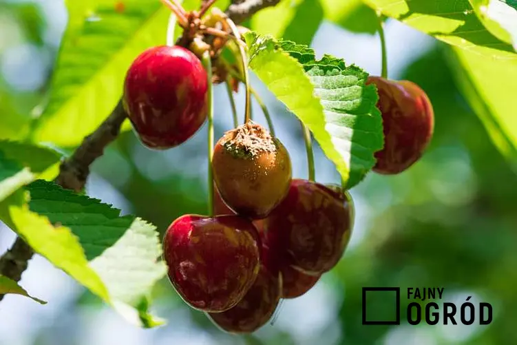 Chore owoce wiśni na drzewie, sposoby walki z chorobami i szkodnikami wiśni, skuteczne domowe i chemiczne opryski
